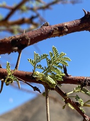 Vachellia tortilis raddiana