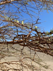 Vachellia tortilis raddiana