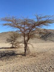 Vachellia tortilis raddiana