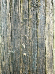 Blaniulidae