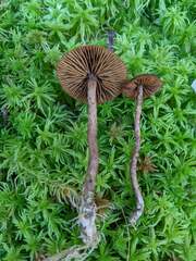Cortinarius chrysolitus
