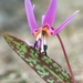 Erythronium dens-canis - Photo (c) Guillaume Labeyrie, μερικά δικαιώματα διατηρούνται (CC BY-NC), uploaded by Guillaume Labeyrie