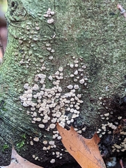 Hypoxylon fragiforme