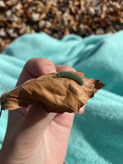 Pieris rapae