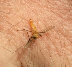 Coquillettidia xanthogaster