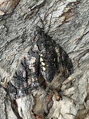 Cocytius antaeus