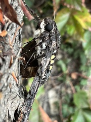 Cocytius antaeus
