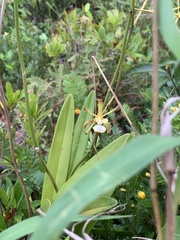 Encyclia