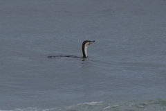 Phalacrocorax carbo lucidus
