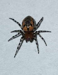 Alpaida gallardoi