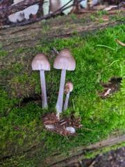 Mycena borealis