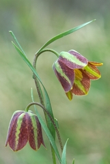 Fritillaria messanensis neglecta