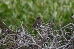 Cisticola fulvicapilla