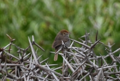 Cisticola fulvicapilla