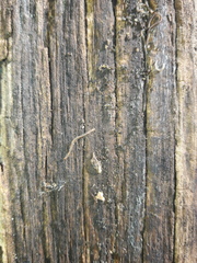 Blaniulidae
