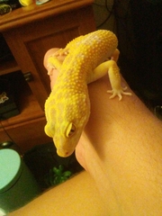 Eublepharis macularius