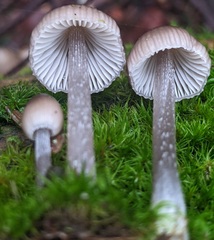 Mycena borealis