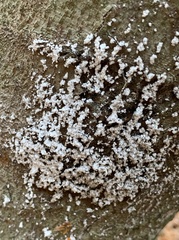 Cryptococcus fagisuga