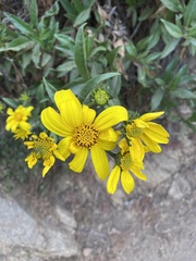 Flourensia thurifera