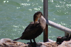 Phalacrocorax carbo lucidus