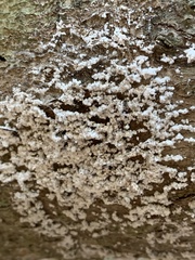 Cryptococcus fagisuga