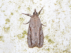 Eudonia bisinualis