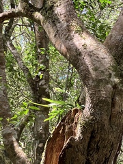 Microsorum punctatum