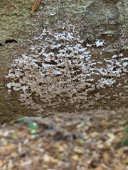 Cryptococcus fagisuga