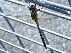 Hemicordulia continentalis