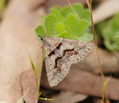 Dichromodes atrosignata