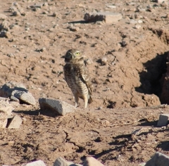 Athene cunicularia hypugaea