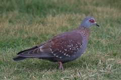 Columba guinea phaeonota