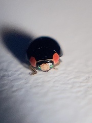 Hyperaspis bigeminata