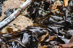 Ecklonia maxima