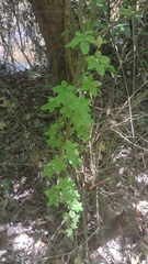 Tropaeolum pentaphyllum