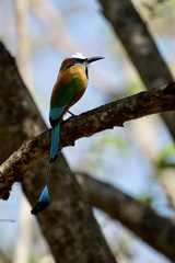 Eumomota superciliosa