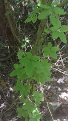 Tropaeolum pentaphyllum