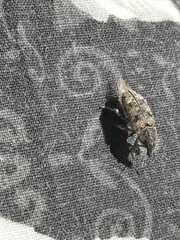 Apleurus lutulentus