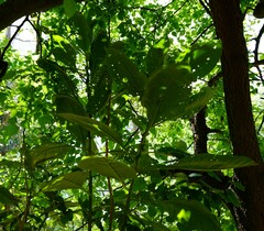 Solanum granulosoleprosum