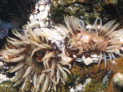 Anthopleura michaelseni