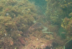 Symphodus melops