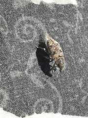 Apleurus lutulentus