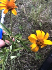 Heliopsis