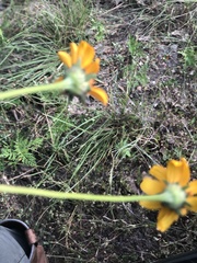 Heliopsis