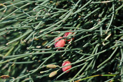 Ephedra foeminea