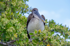 Pelecanus occidentalis urinator