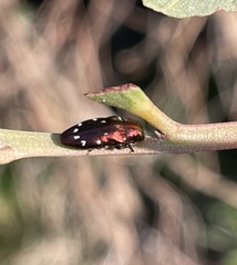 Diphucrania albosparsa