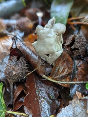 Helvella lacunosa