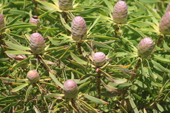 Leucadendron coniferum