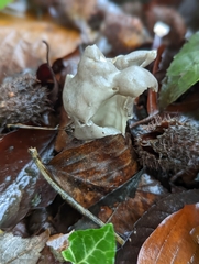 Helvella lacunosa